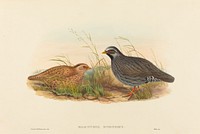 Malacoturnix superciliosus (Mountain Quail)print in high resolution by John Gould (1804–1881) and Henry Constantine Richter (1821-1902).  