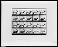 Animal locomotion (ca.1887) photography in high resolution by Eadweard Muybridge.  