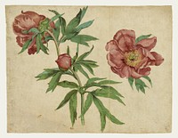 Studies of Peonies; Martin Schongauer (1472-1473)