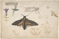 Studies of a Gentian, Moth, Birds, Cats, Interlacing Motif, and Greek Frets (recto); Ornamental Studies with Figures (verso) by Giorgio di Giovanni ("Giorgio da Siena") (Italian, documented Siena 1538–died 1559 Siena)