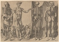 Two Flayed Men and Their Skeletons by Domenico del Barbiere