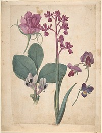 A Sheet of Studies of Flowers: A Rose, a Heartsease, a Sweet Pea, a Garden Pea, and a Lax-flowered Orchid by Jacques Le Moyne de Morgues (French, Dieppe ca. 1533&ndash;1588 London)