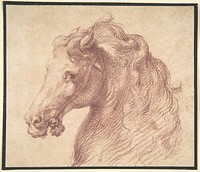 Head of a Horse 