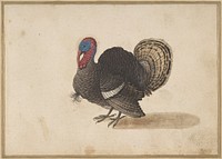 A Turkey