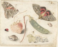 Studies of Fruits, Insects and Shells