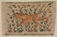 " A Lion", Folio from a Dispersed Nuzhatnama-i ‘Ala’i of Shahmardan ibn Abi’l Khayr, Shamardan ibn Abi 'l Khayr (author)