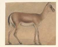 A Gazelle in Profile, Moving Toward the Right 