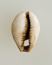 Shell pendant or bead