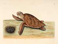 Sea turtle with eggs (1683–1749) print in high resolution by Mark Catesby. Original from Biodiversity Heritage Library. 