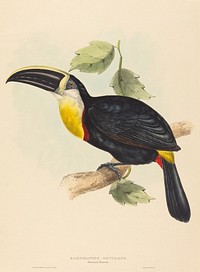 Osculant Toucan (Ramphastos osculans) print in high resolution by John Gould (1804–1881) and Elizabeth Gould (1804–1841).  