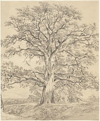 A Great Oak Tree (c. 1801) drawing in high resolution by John Constable.