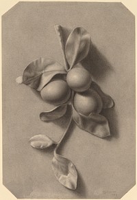 A Sprig of Plums (1873) drawing in high resolution by William Michael Harnett.