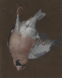 A Rose–Breasted Finch Hanging from a Nail (c. 1760) by Barbara Dietzsch.  