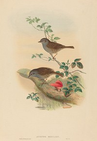 Accentor modularis (Dunnock), print in high resolution print in high resolution by John Gould (1804–1881) and Henry Constantine Richter (1841–1881).  