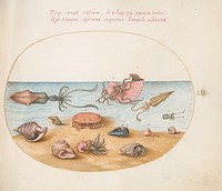 Plate LII: Animalia Aqvatilia et Cochiliata (c. 1575-1580) painting in high resolution by Joris Hoefnagel.  