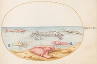 Plate XLIX: Animalia Aqvatilia et Cochiliata (c. 1575-1580) painting in high resolution by Joris Hoefnagel.  
