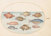 Plate XVIII: Animalia Aqvatilia et Cochiliata (c. 1575-1580) painting in high resolution by Joris Hoefnagel.  