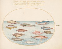 Plate XXV: Animalia Aqvatilia et Cochiliata (c. 15751580) painting in high resolution by Joris Hoefnagel.  