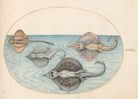 Plate XXX: Animalia Aqvatilia et Cochiliata (c. 1575-1580) painting in high resolution by Joris Hoefnagel.  