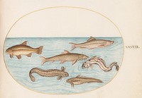 Plate XXXVIII: Animalia Aqvatilia et Cochiliata (c. 1575-1580) painting in high resolution by Joris Hoefnagel.  