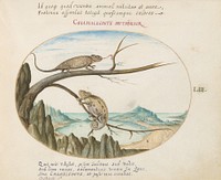 Plate LIII: Animalia Qvadrvpedia et Reptilia (c. 1575-1580) painting in high resolution by Joris Hoefnagel.  