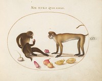 Plate XXX: Animalia Qvadrvpedia et Reptilia (c. 1575-1580) painting in high resolution by Joris Hoefnagel.  