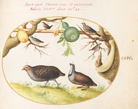 Plate LXIV: Animalia Volatilia et Amphibia (c. 1575-1580) painting in high resolution by Joris Hoefnagel.  