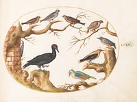 Plate LXIX: Animalia Volatilia et Amphibia (c. 1575-1580) by Joris Hoefnagel.  