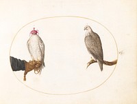 Plate V: Animalia Volatilia et Amphibia (c. 1575-1580) painting in high resolution by Joris Hoefnagel.  