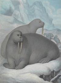 Tusked Walruses, painting in high resolution by James Sowerby (1756–1822).  