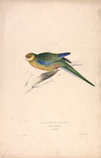 Platycercus Stanley II, Stanley Parrakeet (1832) print in high resolution by Edward Lear.  