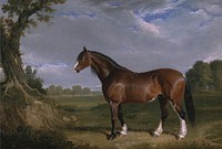 A Clydesdale Stallion (1820) painting in high resolution by John Frederick Herring.  