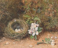 Bird's Nest with Sprays of Apple Blossoms (ca. 1847) painting in high resolution by William Henry Hunt.  