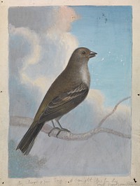 A Bird, painting in high resolution by James Sowerby (1756–1822).  