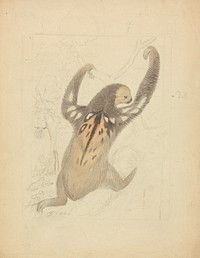 A Three–fingered Sloth painting in high resolution by James Sowerby (1756–1822).  