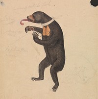  A Sun–Bear painting in high resolution by James Sowerby (1756–1822).  