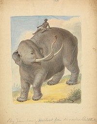  Elephant with Ride painting in high resolution by James Sowerby (1756–1822).  