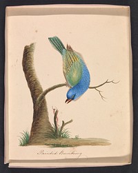 Vintage cut-paper featherwork illustrations of birds (1830s) in high resolution.  