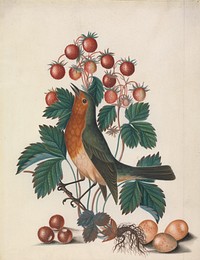 European robin (Erithacus rubecula) and eggs, with wild strawberry (Fragaria vesca L.) from the Natural History Cabinet of Anna Blackburne (ca.1768) painting in high resolution by James Bolton.