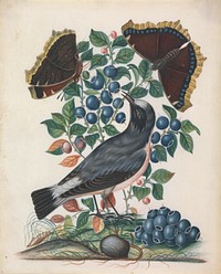 Northern Wheatear (Oenanthe oenanthe), male, with Bilberry (Vaccinium myrtillus L.) and Camberwell Beauty (Nymphalis antiopa), both open and closed, and Pupa (Lepidoptera Pieridae) from the Natural History Cabinet of Anna Blackburne (ca.1768) painting in high resolution by James Bolton.