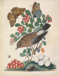 Northern Wheatear (Oenanthe oenanthe) female, and eggs, with Cowberry (Vaccinium vitis-idaea L.) and Silver-washed Fritillary (Argynnis Paphia), both closed and open, with Long-legged Fly from the Natural History Cabinet of Anna Blackburne (ca.1768) painting in high resolution by James Bolton.