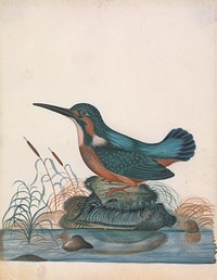 One of twenty drawings depicting specimens from the Natural History Cabinet of Anna Blackburne (ca.1768) painting in high resolution by James Bolton. 