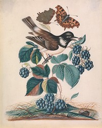 White-cheeked Starling (Sturnus cineraceus), with bramble (Rubus fruticosus L.), and Eurasian Comma (Polygonia c-album), both closed and open, and Seven-Spotted Ladybird Beetle (Coccinella septumpunctata) on leaf from the Natural History Cabinet of Anna Blackburne (ca.1768) painting in high resolution by James Bolton.