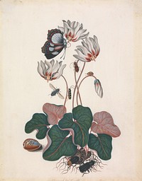 Cyclamen (cf. Cyclamen L.) and (Lepidoptera Nymphalidae Pyrrhogyra sp.), with Northern dune tiger beetle (Cicindela hybrida), Leaf beetle (Coleoptera Chrysomelidae), Flesh fly (Diptera Sarcophagidae), Wasp beetle (Clytus arietis) from the Natural History Cabinet of Anna Blackburne (ca.1768) painting in high resolution by James Bolton.