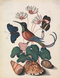 Crimson topaz hummingbird (Topaza pella), male, with Cyclamen (cf. Cyclamen L.) and (Lepidoptera Nymphalidae), open, and Red Postman (Heliconius erato phyllis), closed; shells, from left: (Conus tessulatus Born, 1778), (cf. Cypraecassis testiculus L. 1758), and (cf. Cypraea histrio Gmelin, 1791) from the Natural History Cabinet of Anna Blackburne (ca.1768) painting in high resolution by James Bolton.