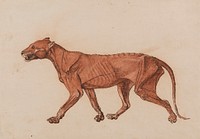 Tiger Body, Lateral View (1795–1806) drawing in high resolution by George Stubbs.  