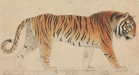 A Tiger, Full-Length, in Profile, Walking Towards Right, drawing in high resolution by Thomas Stothard (1755–1834).  