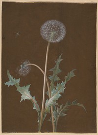 Dandelion; Barbara Regina Dietzsch (1755) 