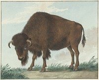 Bison (1808) painting in high resolution by Isaac Van Haastert.  