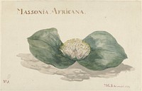 Bloem Massonia Africana MASSONIA AFRICANA (1789) painting in high resolution by Maria Geertruida Barbiers–Snabilie.  